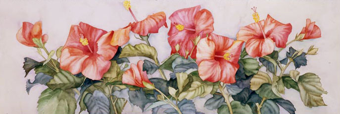 Hibiscus #4 watercolor on paper