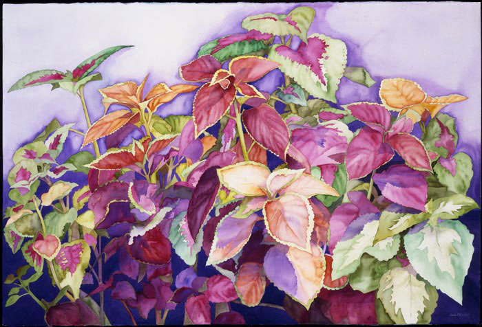 Coleus giclee by Joan Metcalf