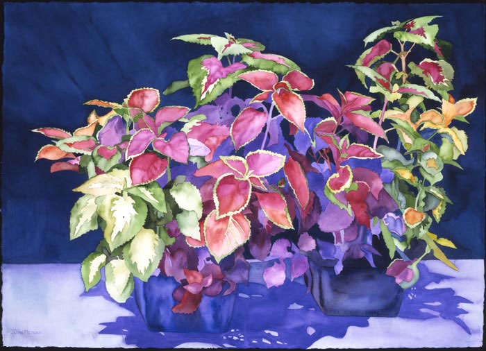 Coleus II giclee by Joan Metcalf