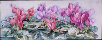 Cyclamen giclee