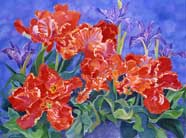 Mattie's Parrot Tulips giclee