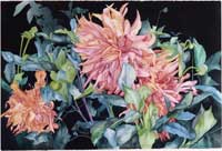 Tangled Dahlias giclee